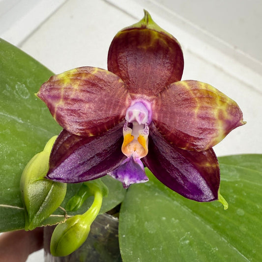 Phalaenopsis Mituo Obsidian 'Pluto' 250915 Flowering