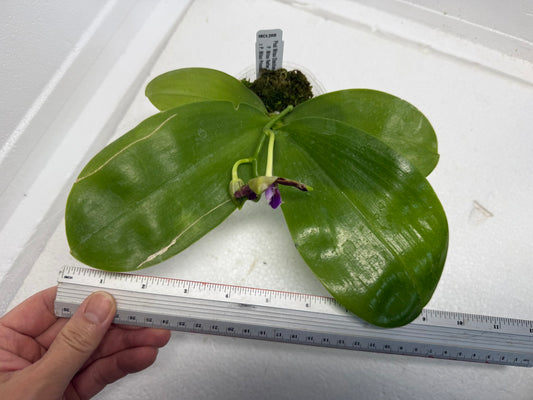 Phalaenopsis Mituo Obsidian 'Pluto' 250915 Flowering