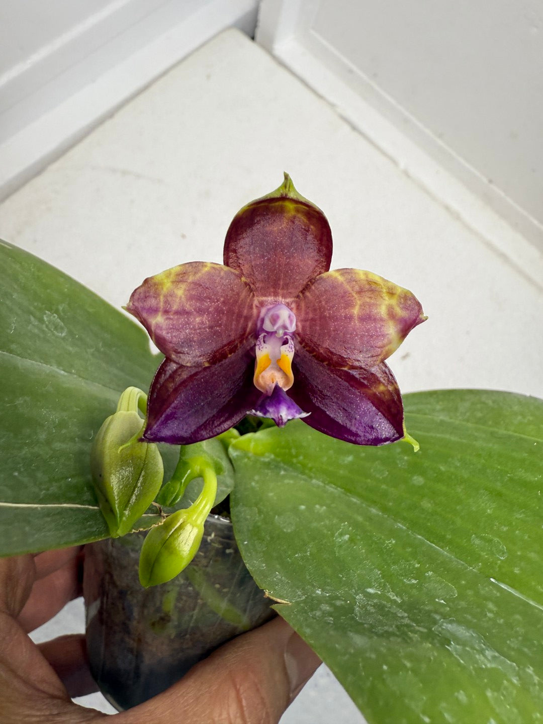 Phalaenopsis Mituo Obsidian 'Pluto' 250915 Flowering