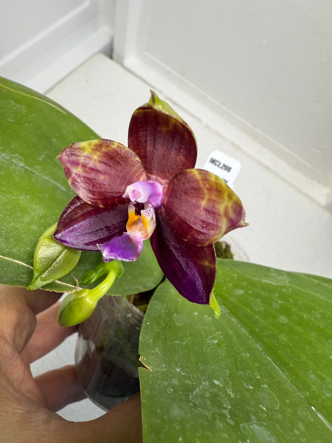 Phalaenopsis Mituo Obsidian 'Pluto' 250915 Flowering