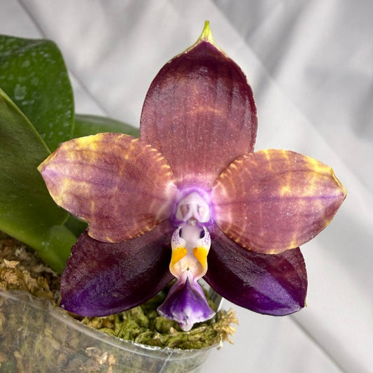 Phalaenopsis Mituo Obsidian 'Pluto' 251114 Flowering