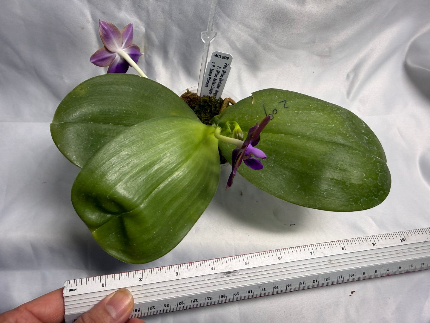 Phalaenopsis Mituo Obsidian 'Neptune' 260531 Flowering