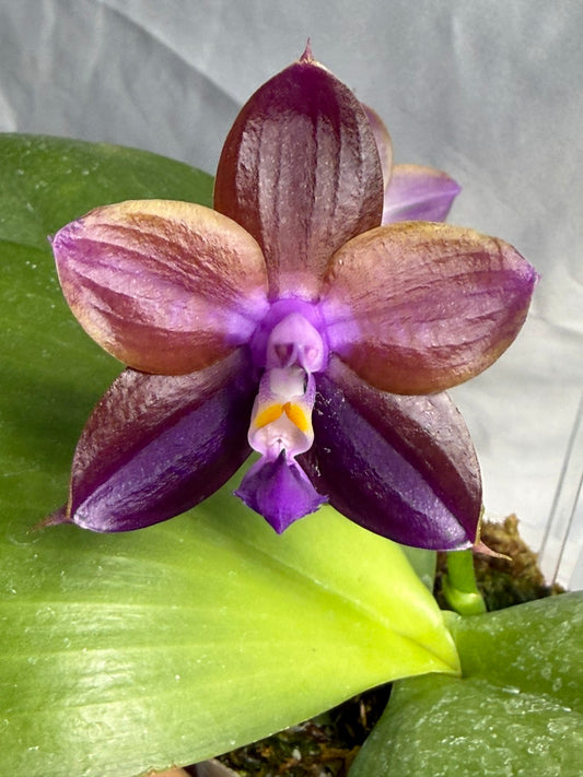 Phalaenopsis Mituo Obsidian 'Neptune' 260531 Flowering