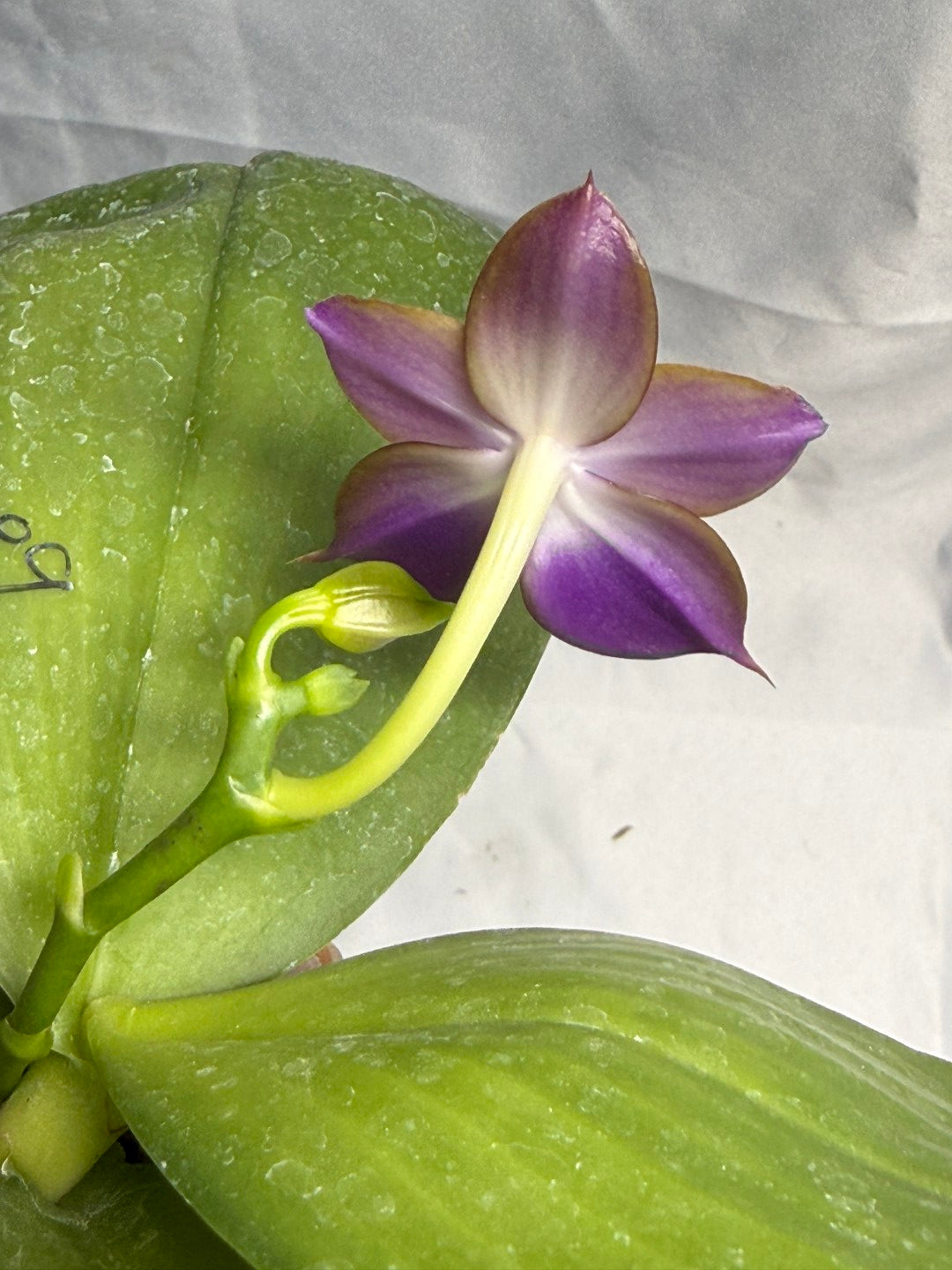 Phalaenopsis Mituo Obsidian 'Neptune' 260531 Flowering