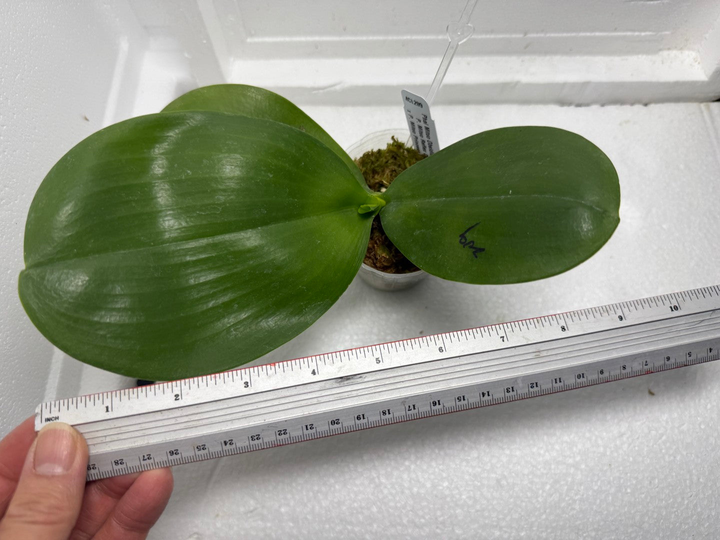 Phalaenopsis Mituo Obsidian 'Neptune'
