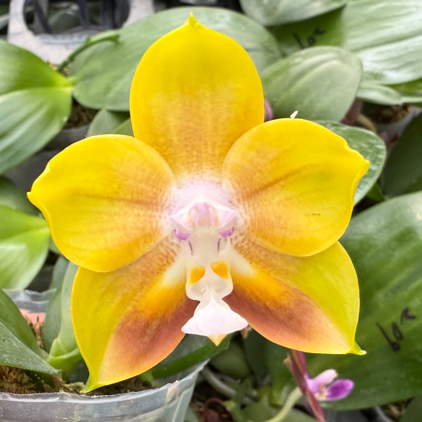 Phalaenopsis Mituo Obsidian 'Golden Toad'