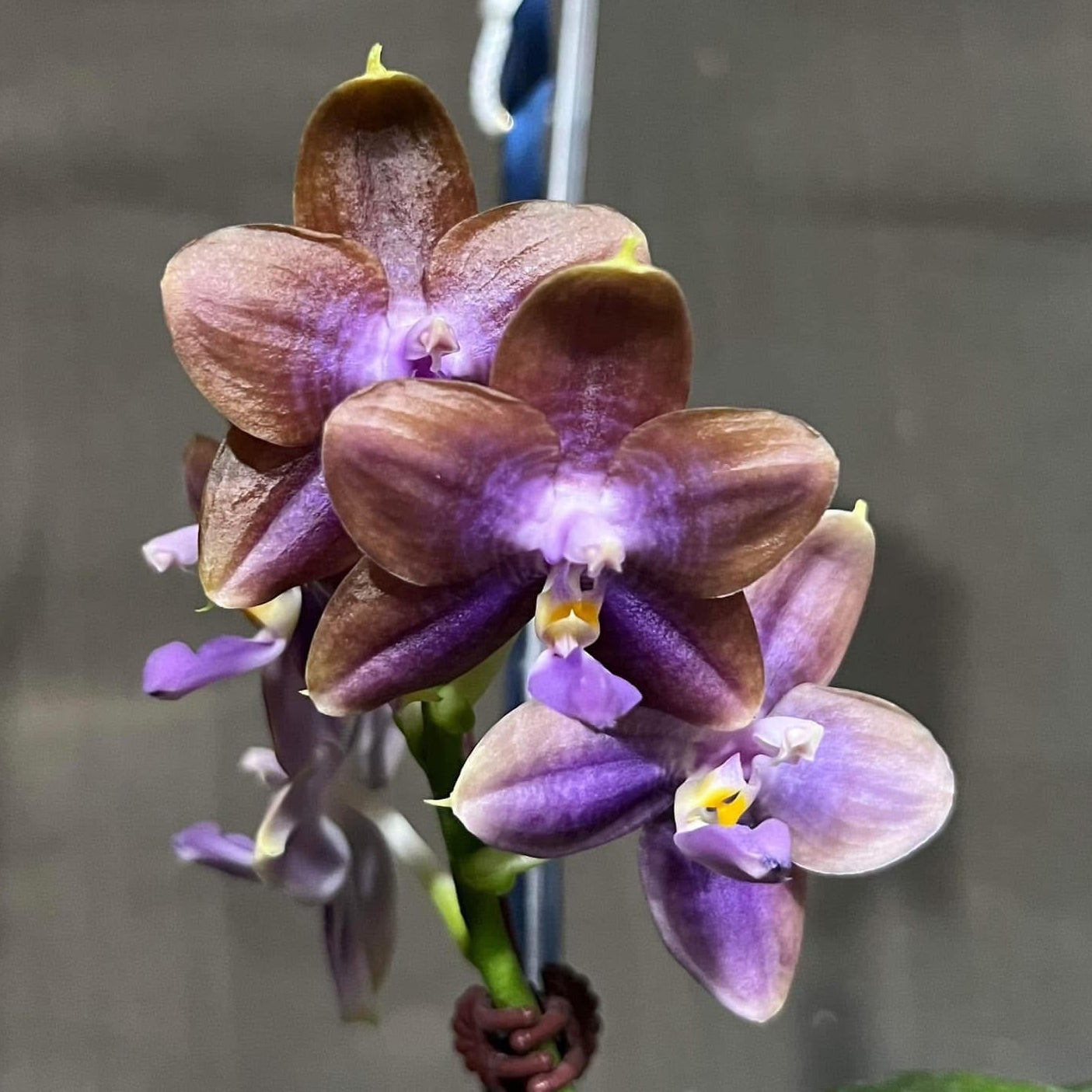 A close-up of a live Phalaenopsis orchid flower cluster with dark brown and purple petals, yellow accents, and a green stem against a dark gray background.