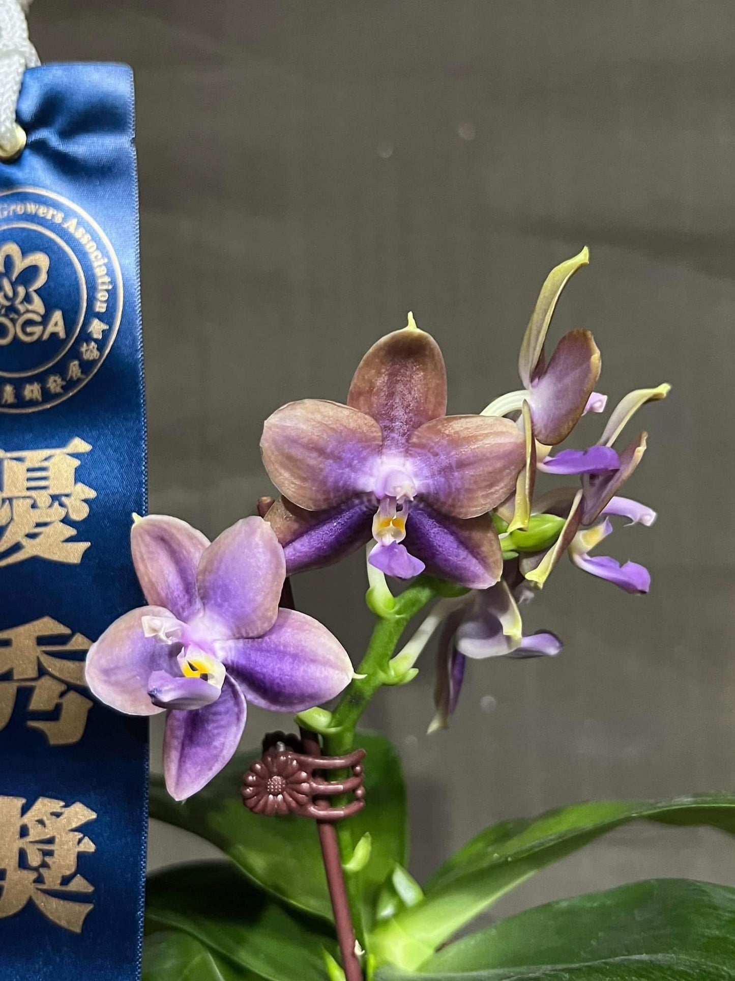 MCL212 Phalaenopsis Mituo 24 Solar Terms 'Blue Fox'