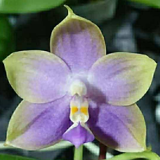Phalaenopsis Mituo Purple Dragon 'Blue Bee'