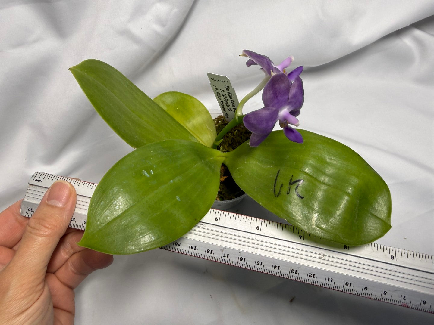 Phalaenopsis Mituo Purple Dragon 'Twilight' 260611 Flowering