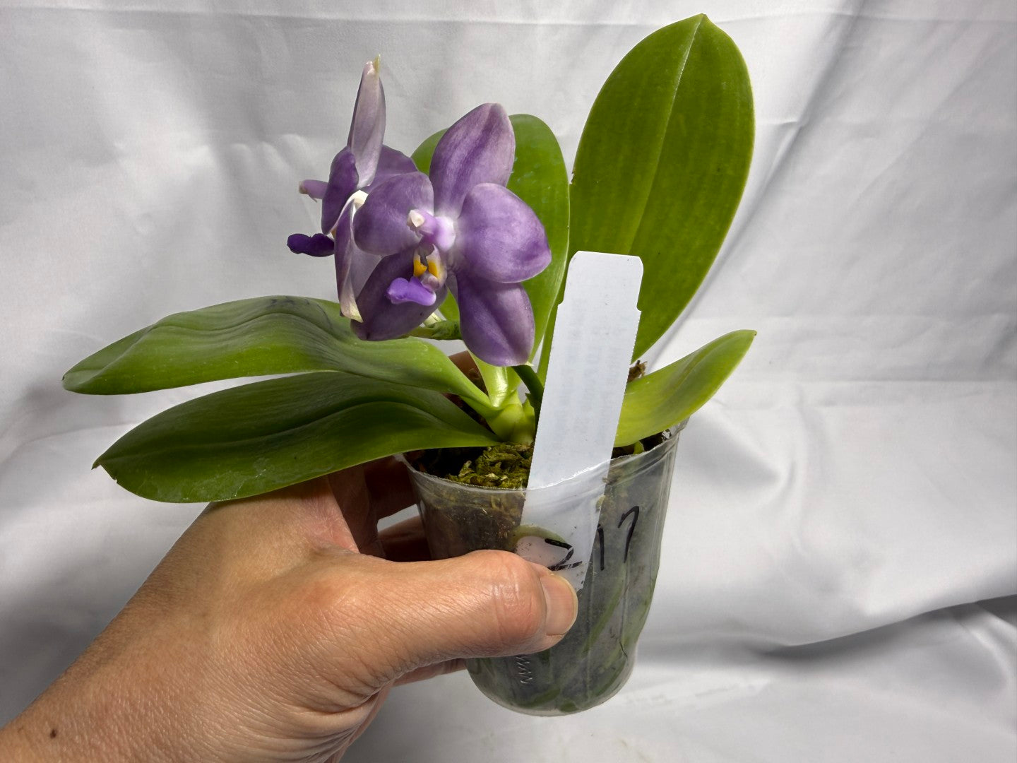 Phalaenopsis Mituo Purple Dragon 'Twilight' 260611 Flowering