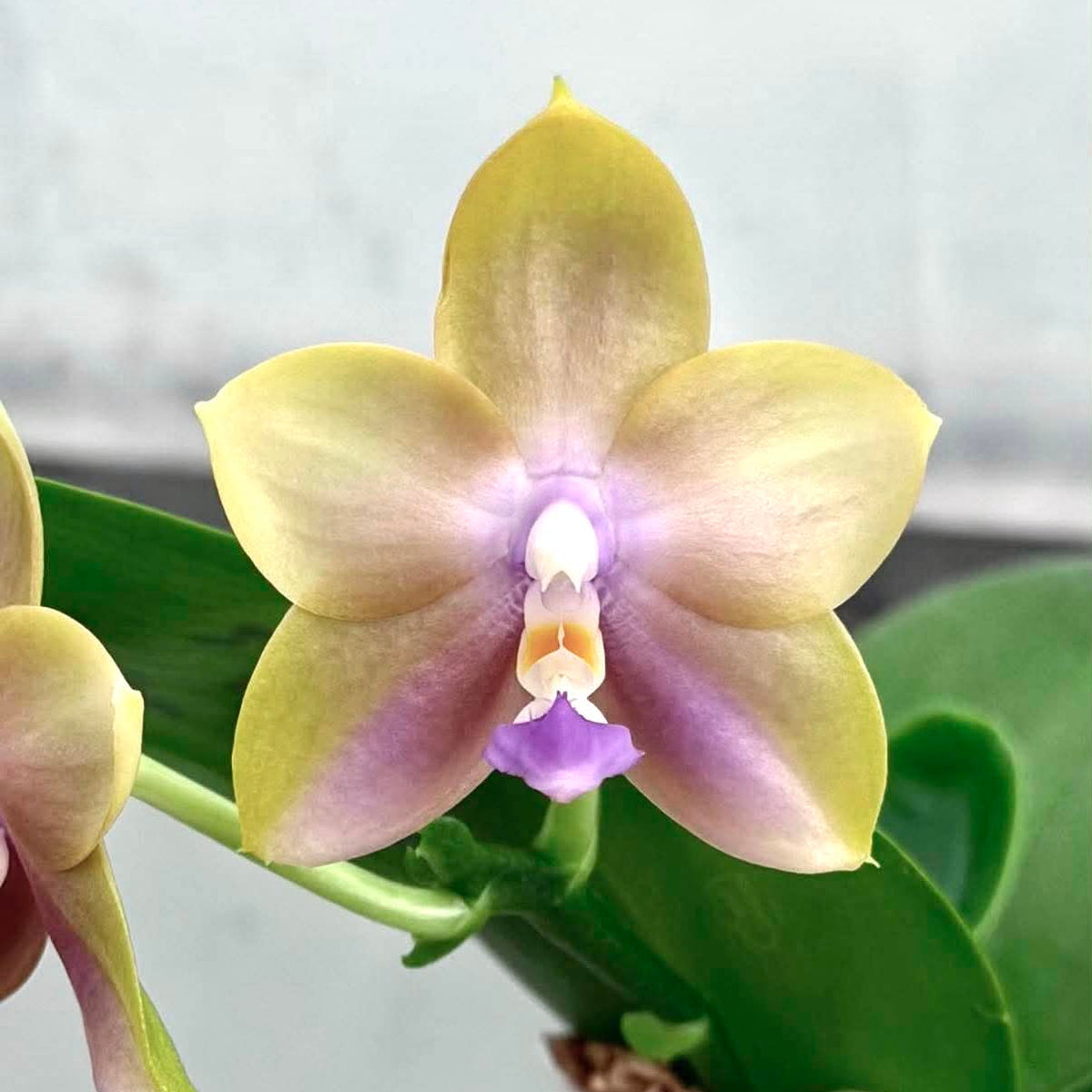 MCL219 Phalaenopsis Mituo Blue Firefly 'Yellow Pearl'