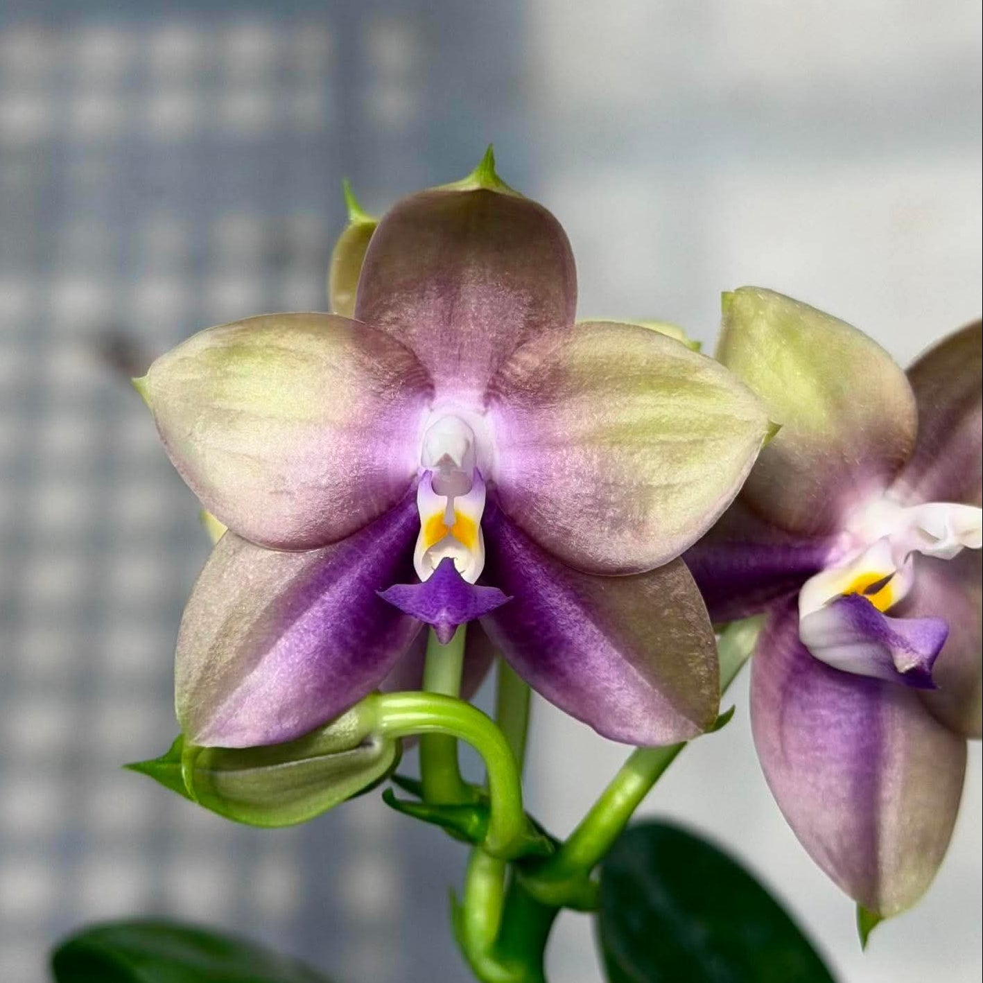Novelty Phalaenopsis – Page 4 – Big Leaf Orchids