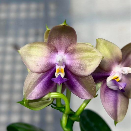 A close-up of a purple and pale yellow butterfly orchid flower with green leaves, set against a softly blurred gray background.