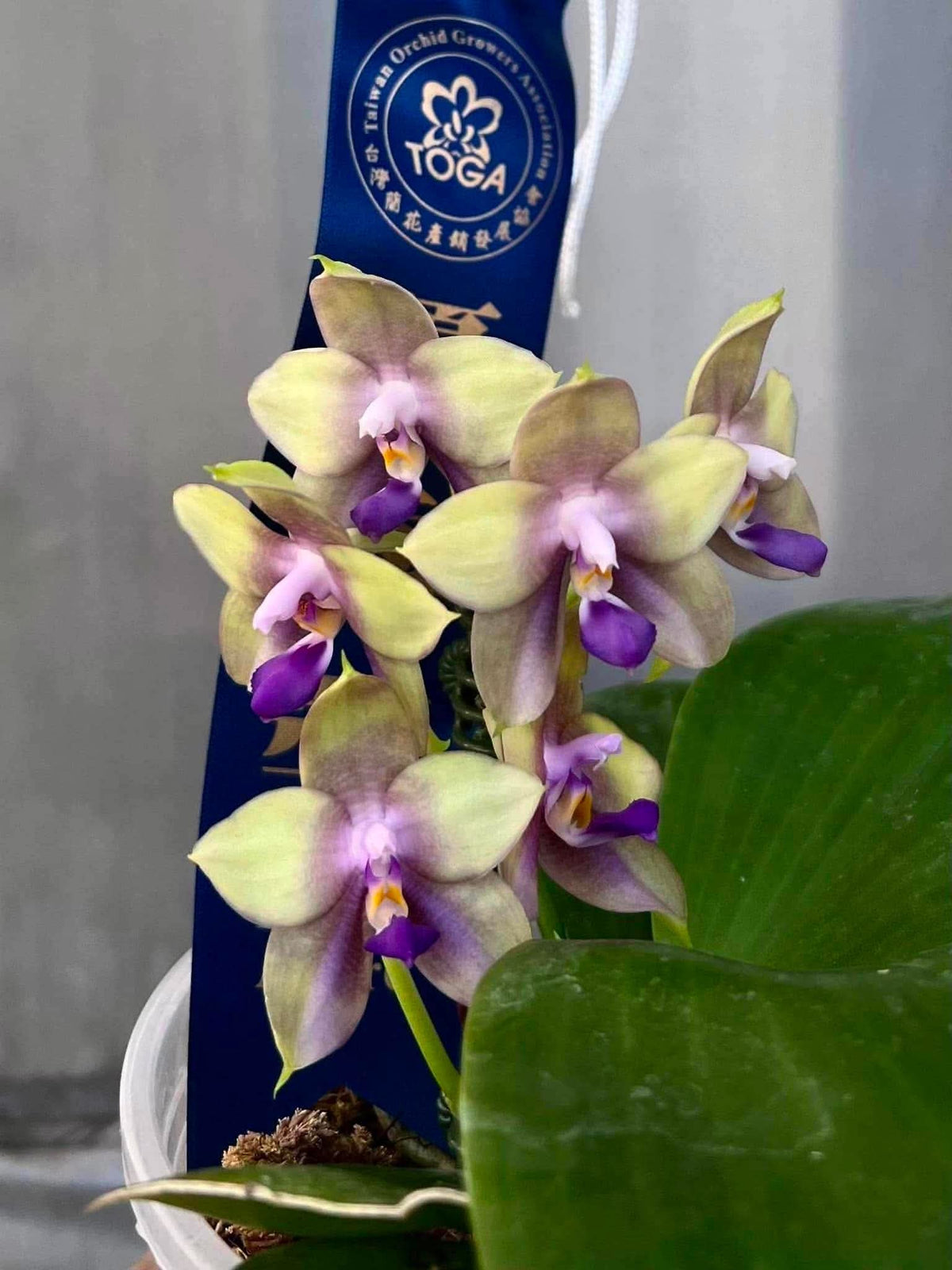 MCL220 Phalaenopsis Mituo Blue Firefly 'Purple Mist'