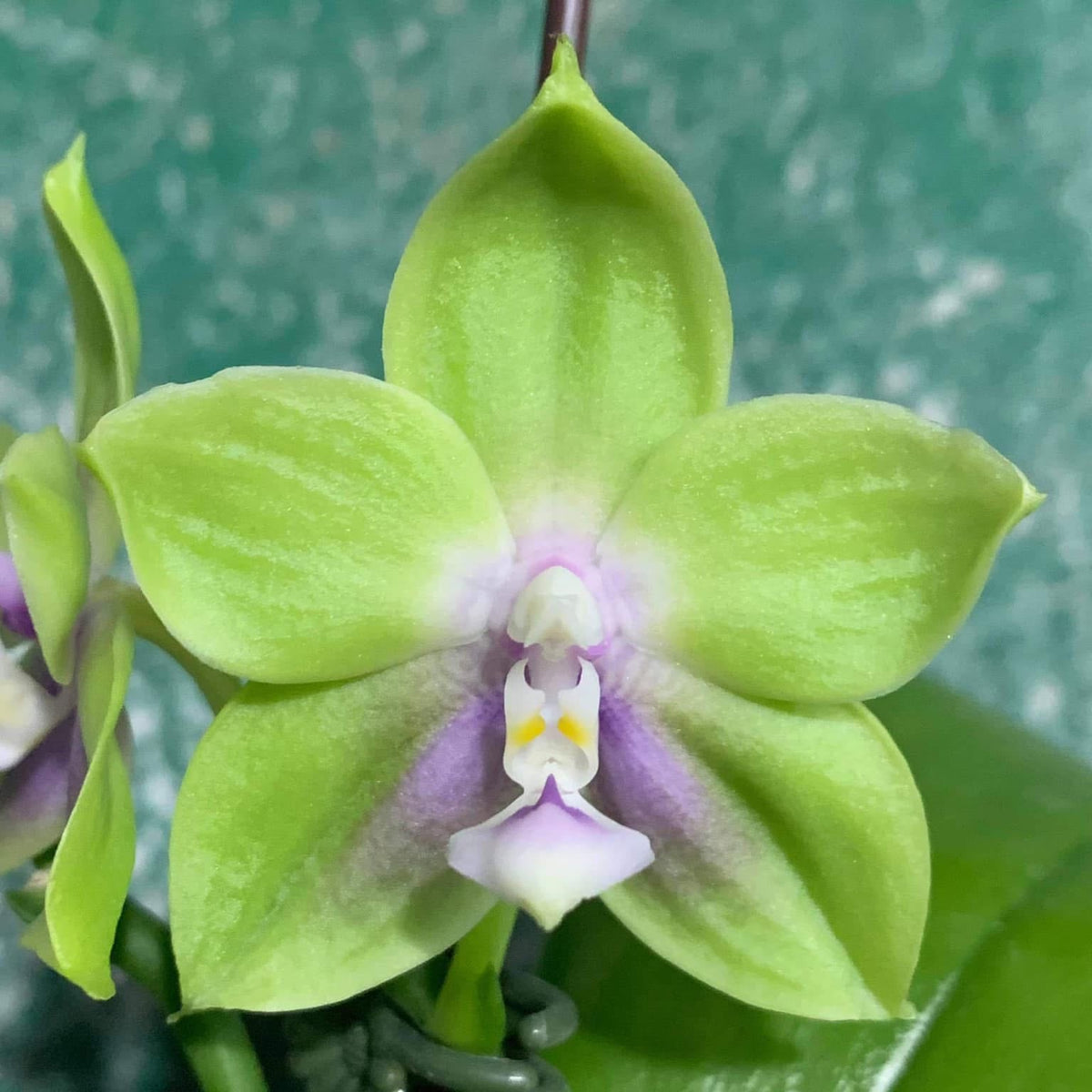 A close-up of a green orchid flower with pale purple and white center details, photographed against a textured green background.