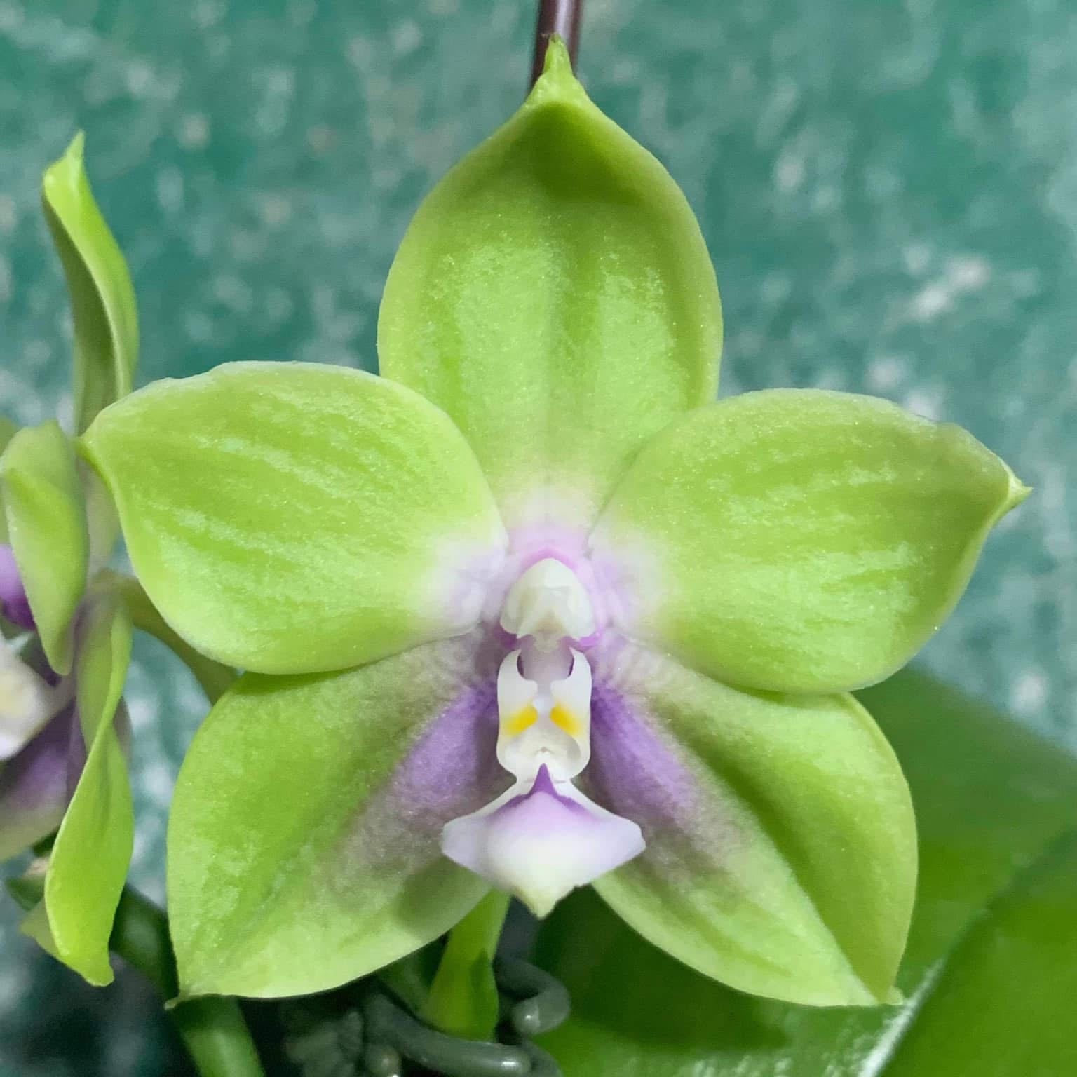 A close-up of a green orchid flower with pale purple and white center details, photographed against a textured green background.