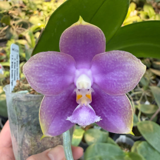Phalaenopsis Mituo Golden Princess 'Purple Glow' 260210 Flowering