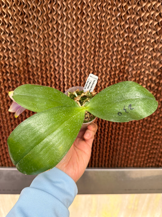 Phalaenopsis Mituo Golden Princess 'Purple Glow' 260210 Flowering