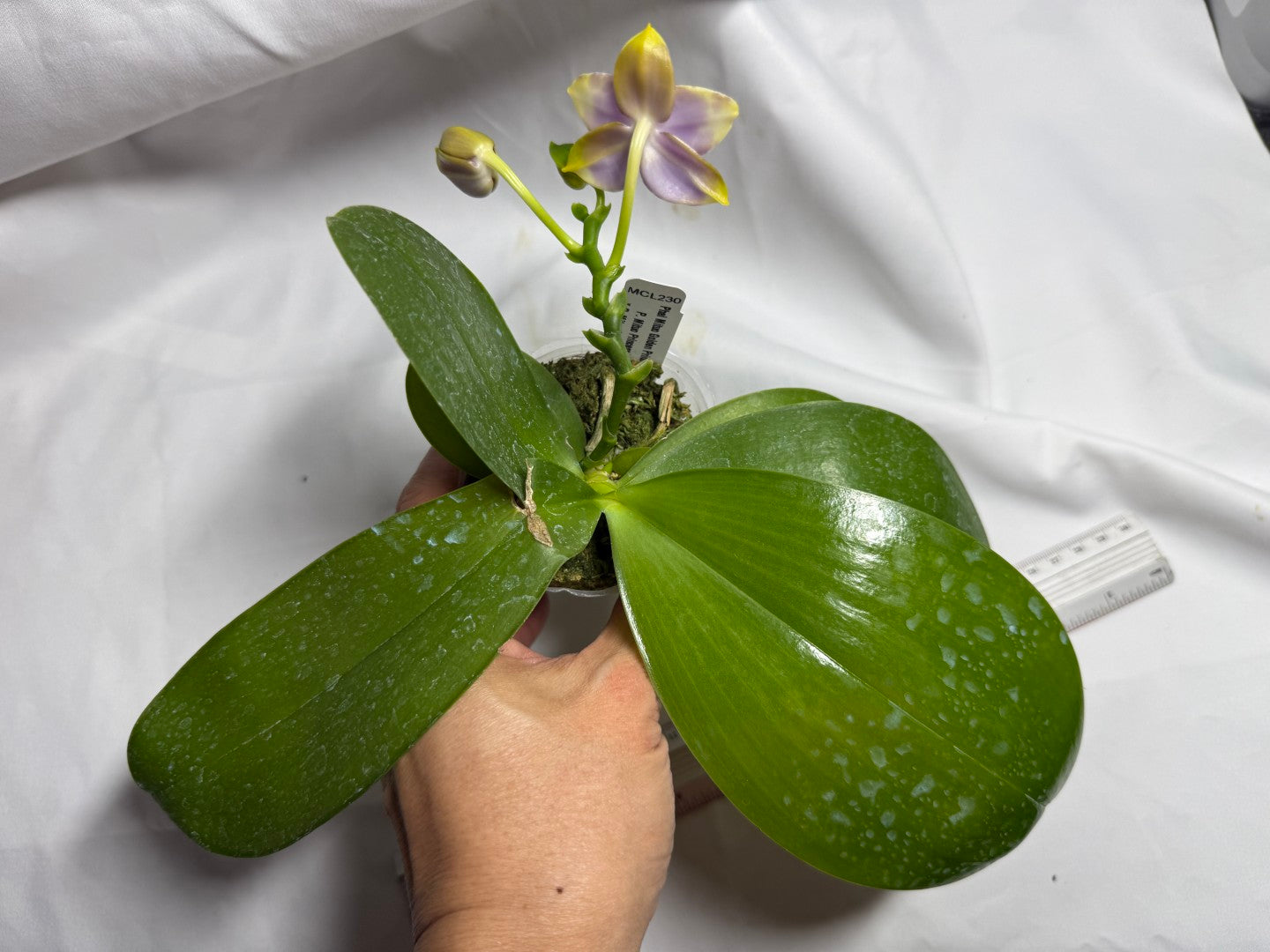 Phalaenopsis Mituo Golden Princess 'Purple Glow' 260713 Flowering