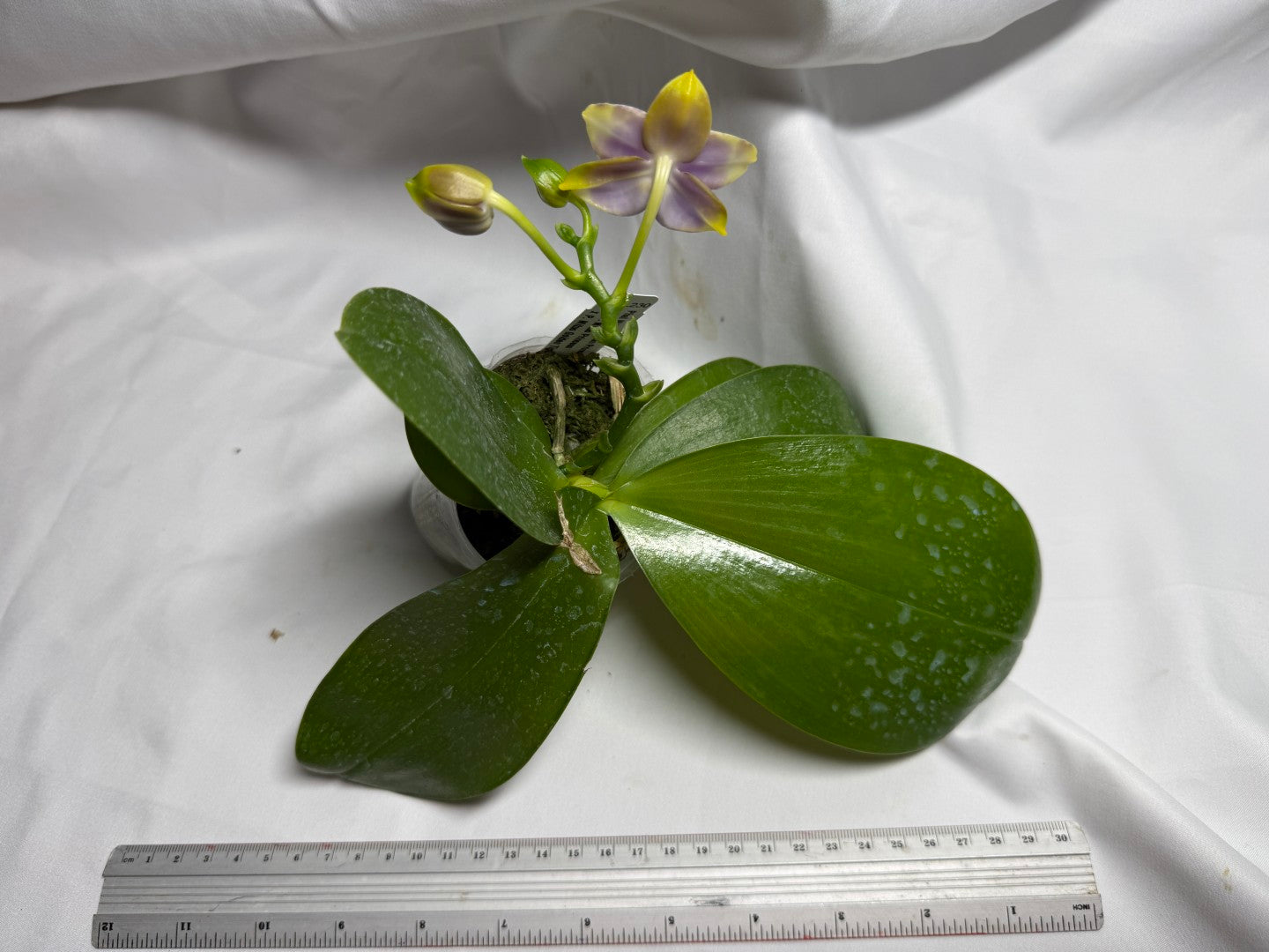 Phalaenopsis Mituo Golden Princess 'Purple Glow' 260713 Flowering