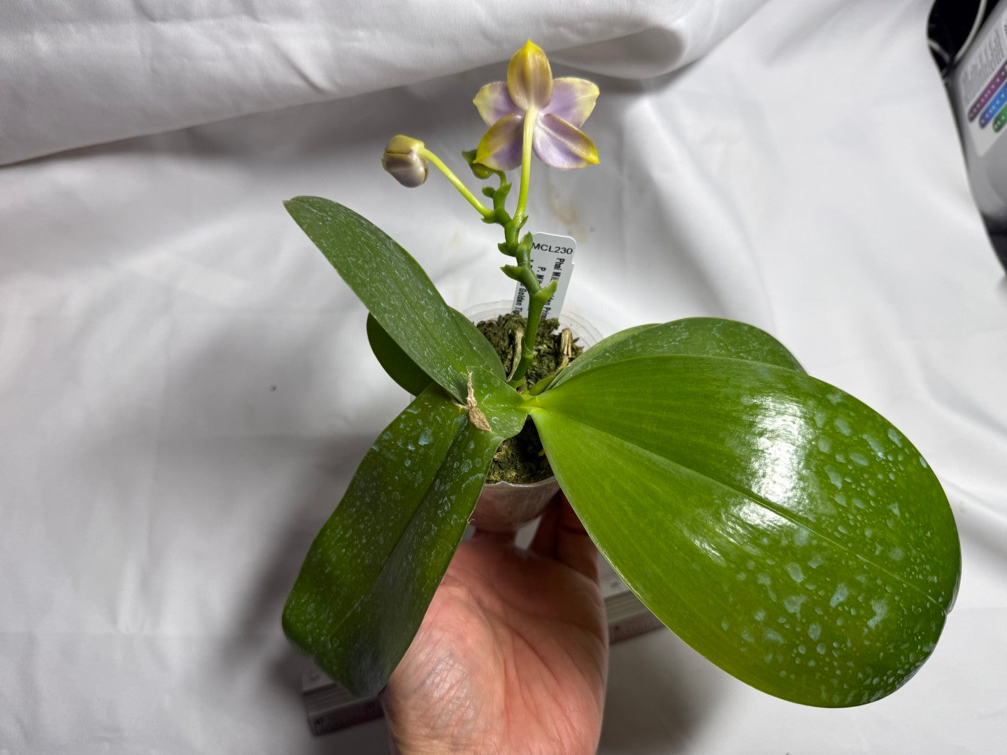 Phalaenopsis Mituo Golden Princess 'Purple Glow' 260713 Flowering