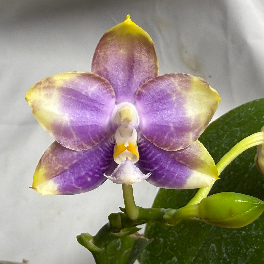 A close-up of a purple and yellow striped Phalaenopsis orchid flower with green leaves and buds, set against a light gray fabric background.