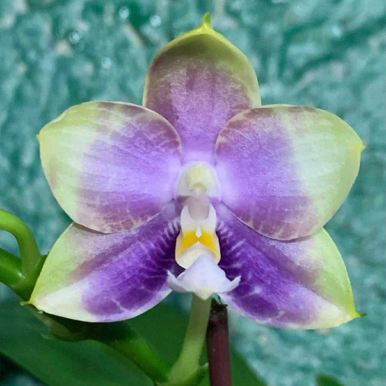 Phalaenopsis Mituo Golden Princess 'Purple Glow'
