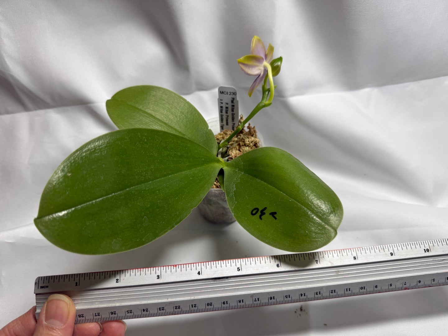 Phalaenopsis Mituo Golden Princess 'Purple Glow' Spiking