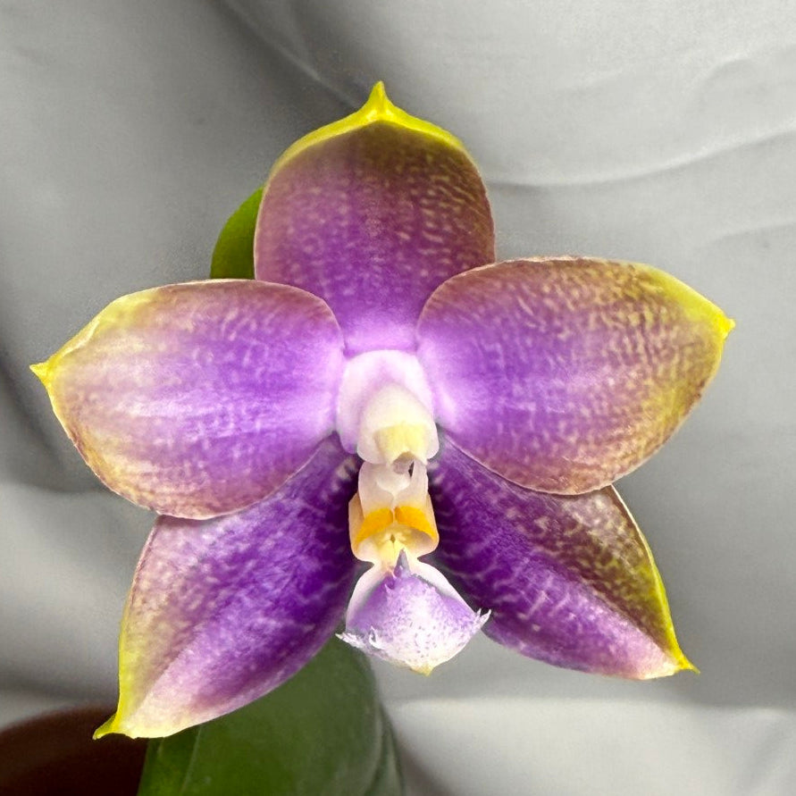 Phalaenopsis Mituo Golden Princess 'Purple Glow' Spiking
