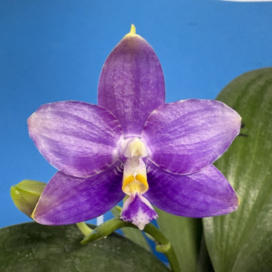 Phalaenopsis Mituo Golden Princess 'Emerald Cicada' 250825 Flowering