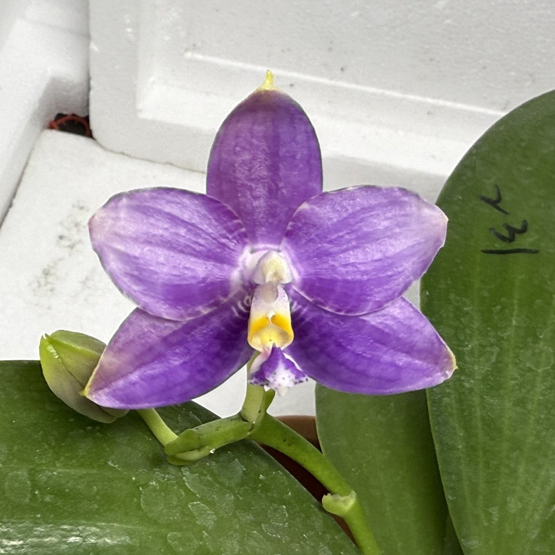 Phalaenopsis Mituo Golden Princess 'Emerald Cicada' 250825 Flowering