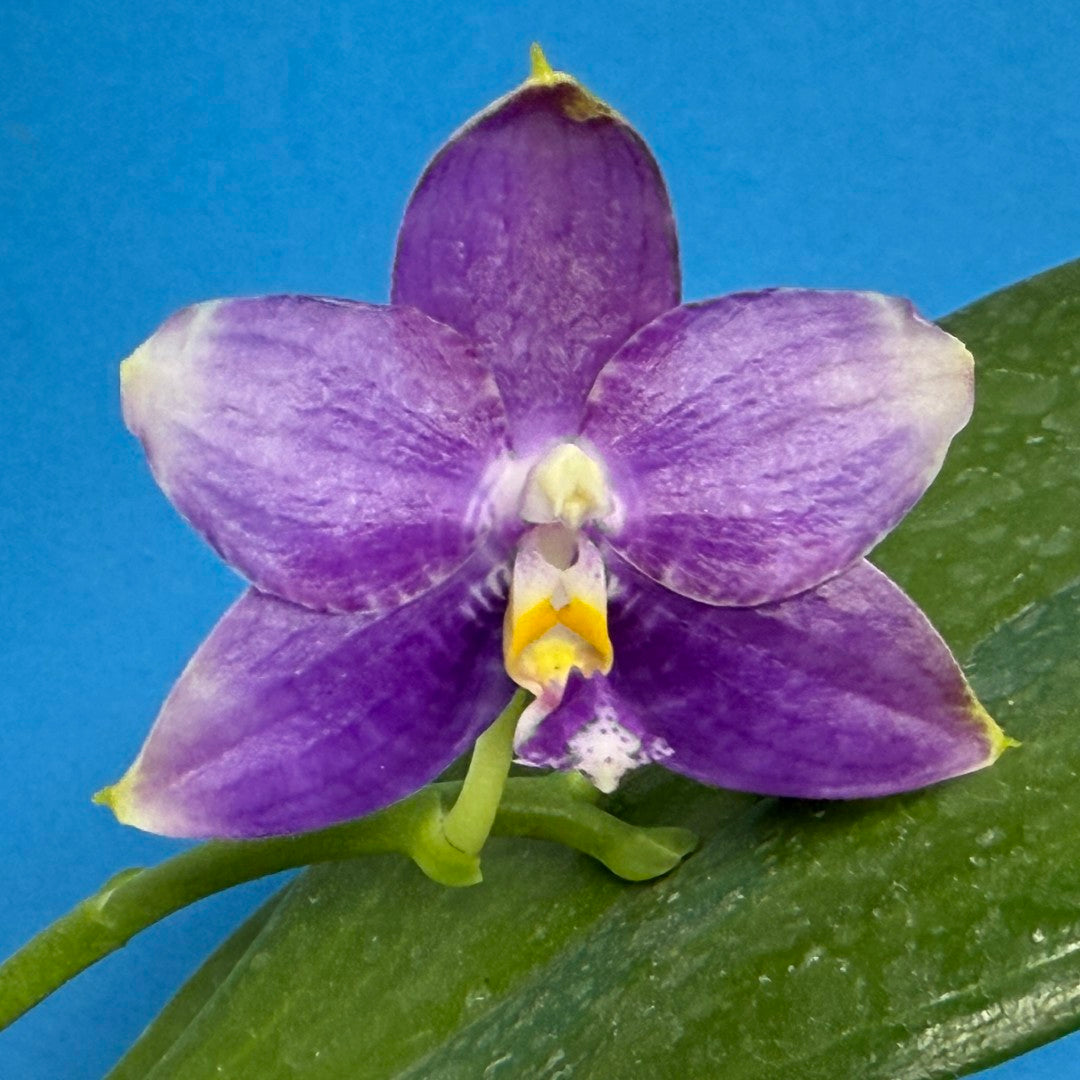 Phalaenopsis Mituo Golden Princess 'Emerald Cicada' 250829 Flowering