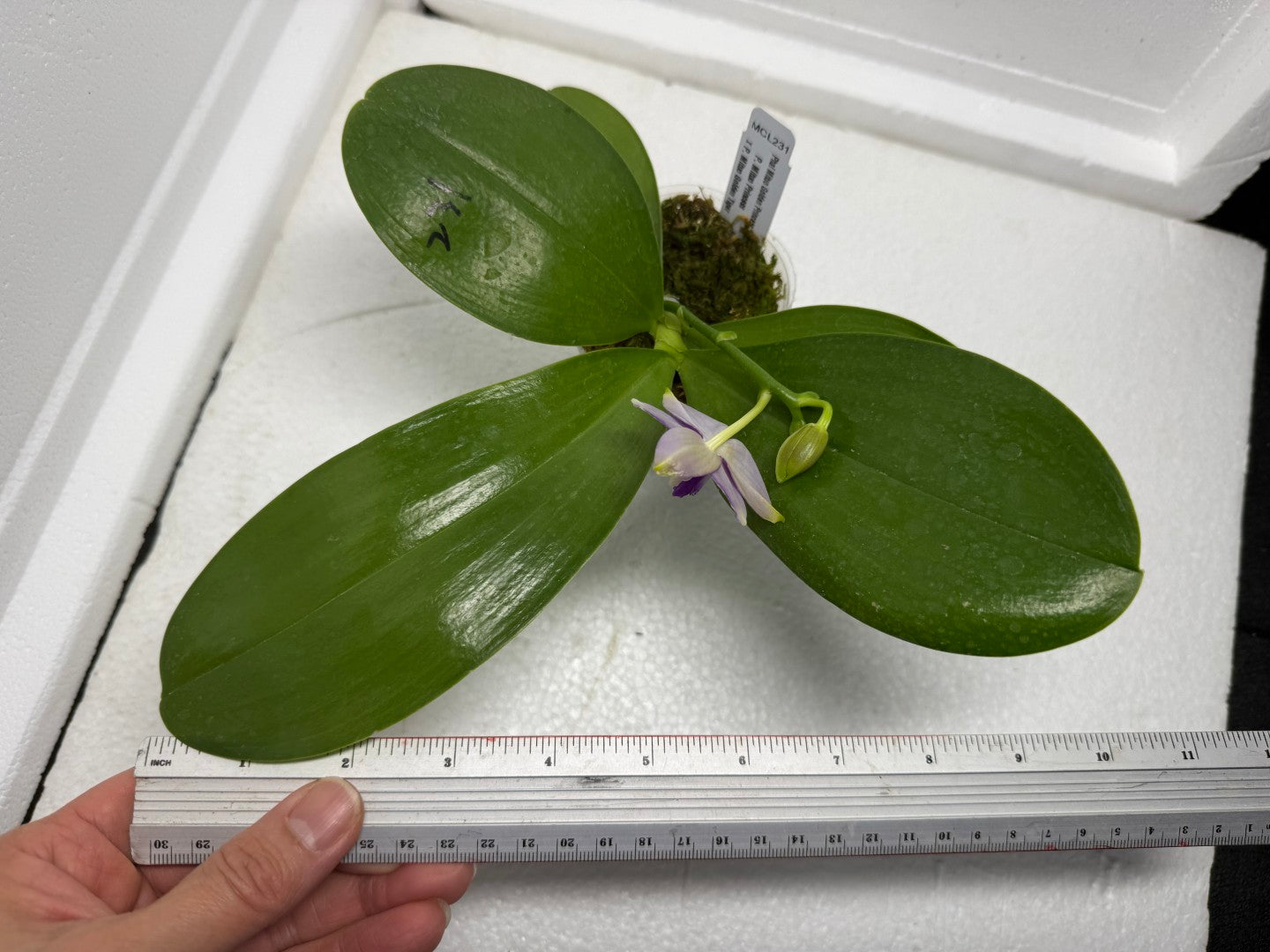 Phalaenopsis Mituo Golden Princess 'Emerald Cicada' 250829 Flowering
