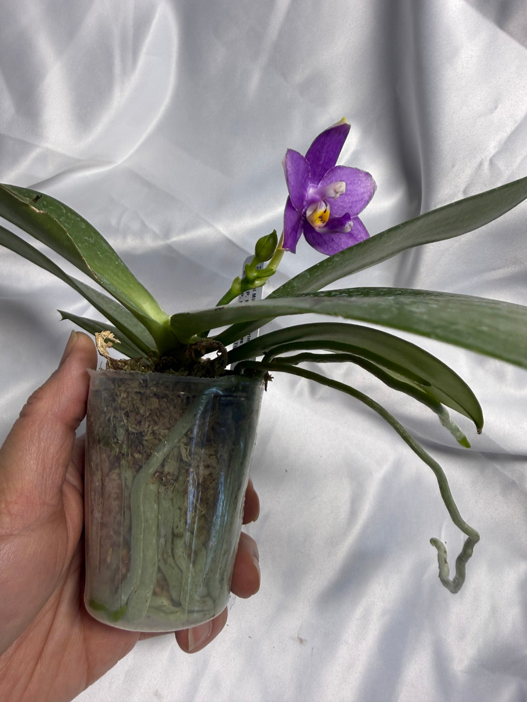 Phalaenopsis Mituo Golden Princess 'Emerald Cicada' 260311 Flowering