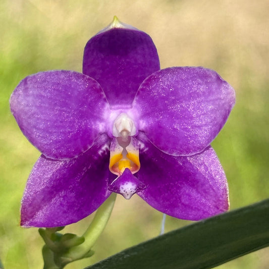 Phalaenopsis Mituo Golden Princess 'Emerald Cicada' 260311 Flowering