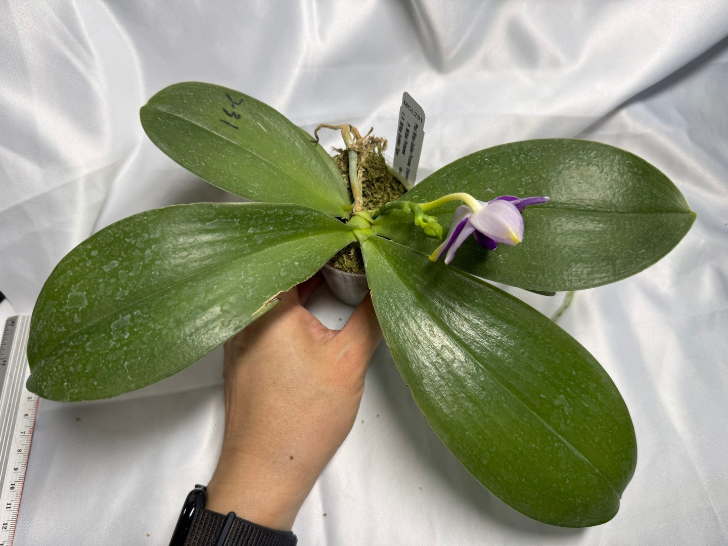 Phalaenopsis Mituo Golden Princess 'Emerald Cicada' 260311 Flowering