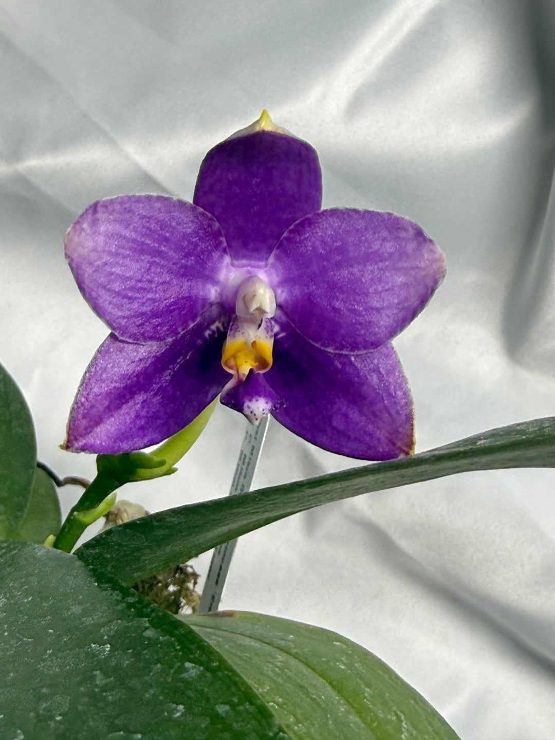 Phalaenopsis Mituo Golden Princess 'Emerald Cicada' 260311 Flowering