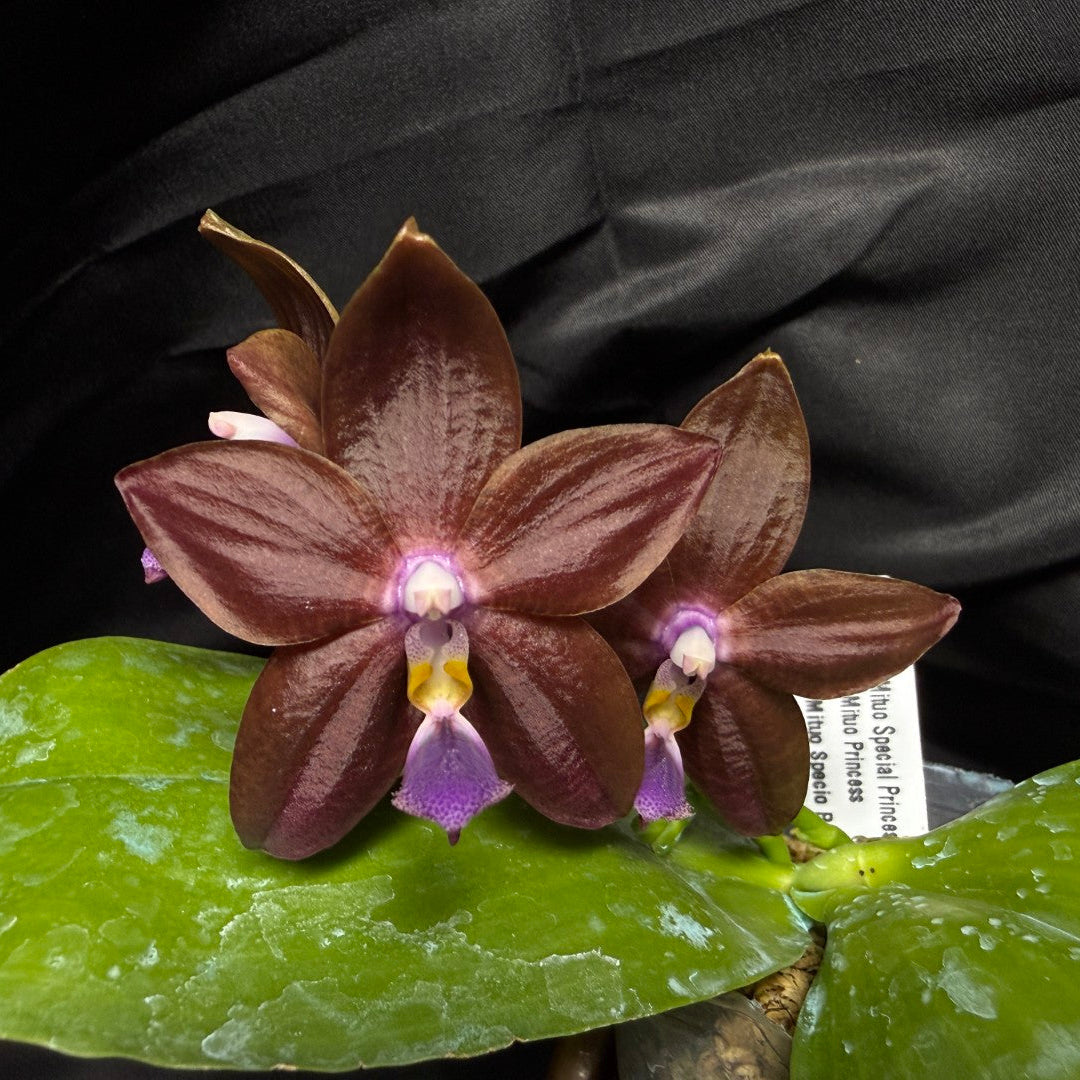 Phalaenopsis Mituo Special Princess 'Purple Copper' 260703 Flowering