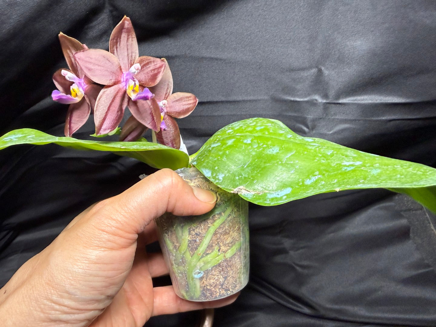 Phalaenopsis Mituo Special Princess 'Purple Copper' 260703 Flowering
