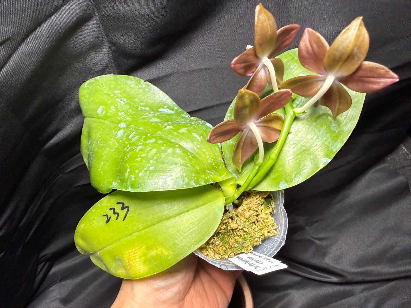 Phalaenopsis Mituo Special Princess 'Purple Copper' 260703 Flowering