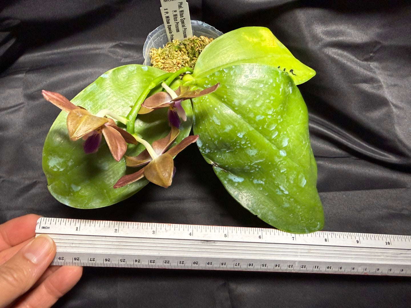 Phalaenopsis Mituo Special Princess 'Purple Copper' 260703 Flowering