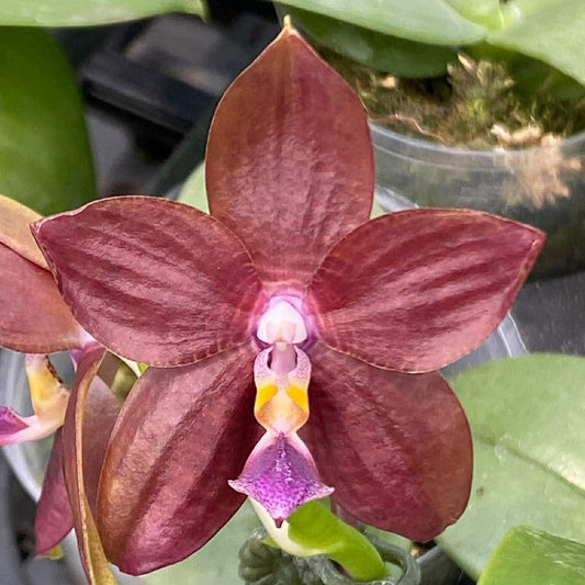 Phalaenopsis Mituo Special Princess 'Purple Copper'