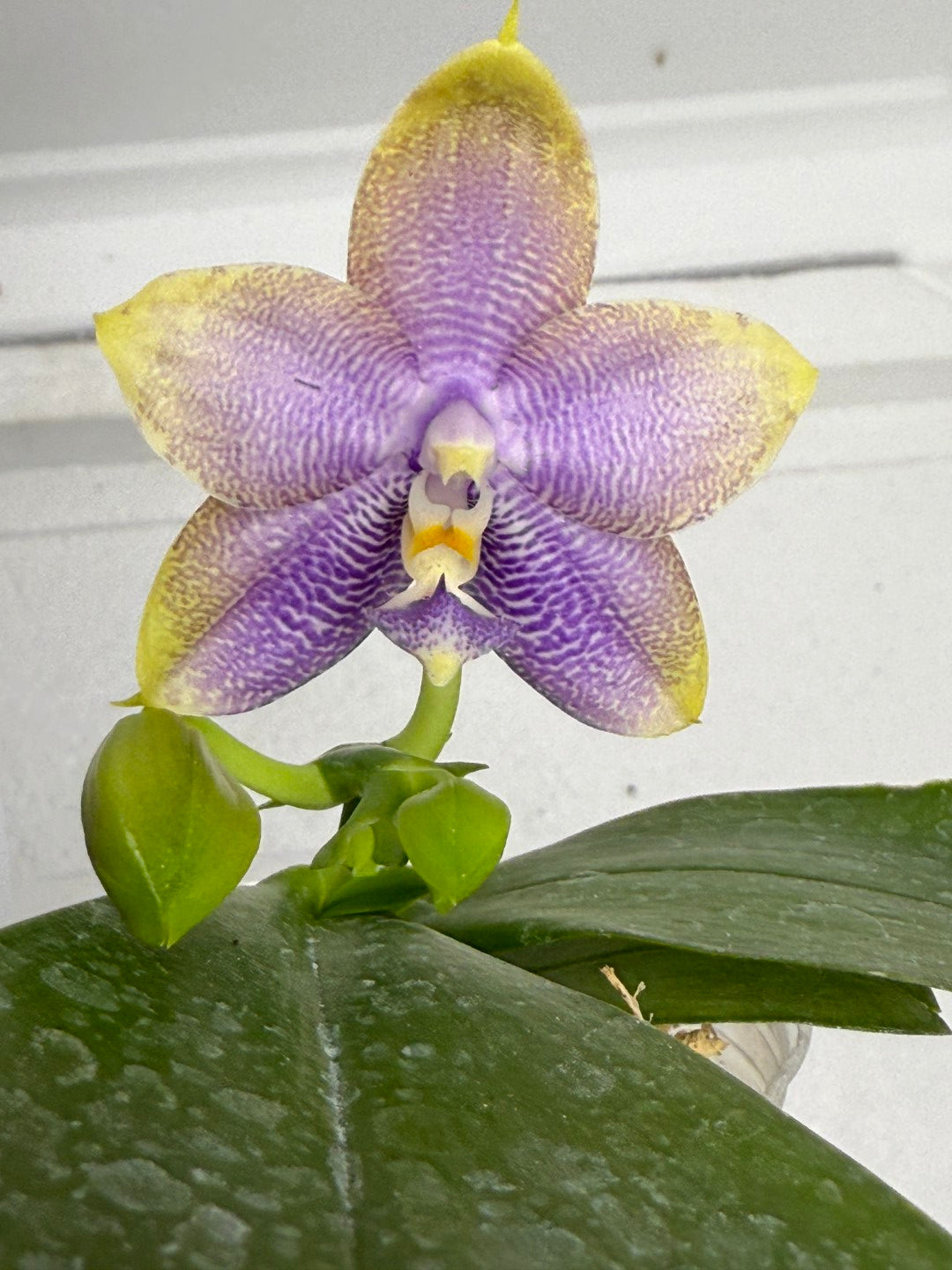 Phalaenopsis Mituo Hsien 'Maze' 250819 Flowering