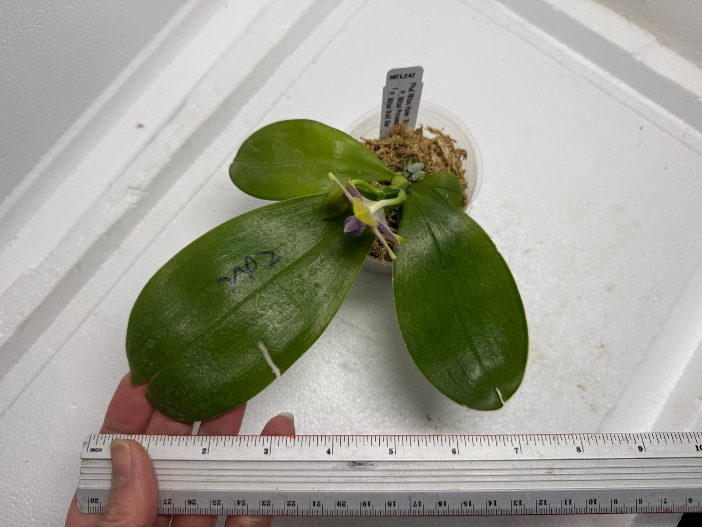 Phalaenopsis Mituo Hsien 'Maze' 250819 Flowering