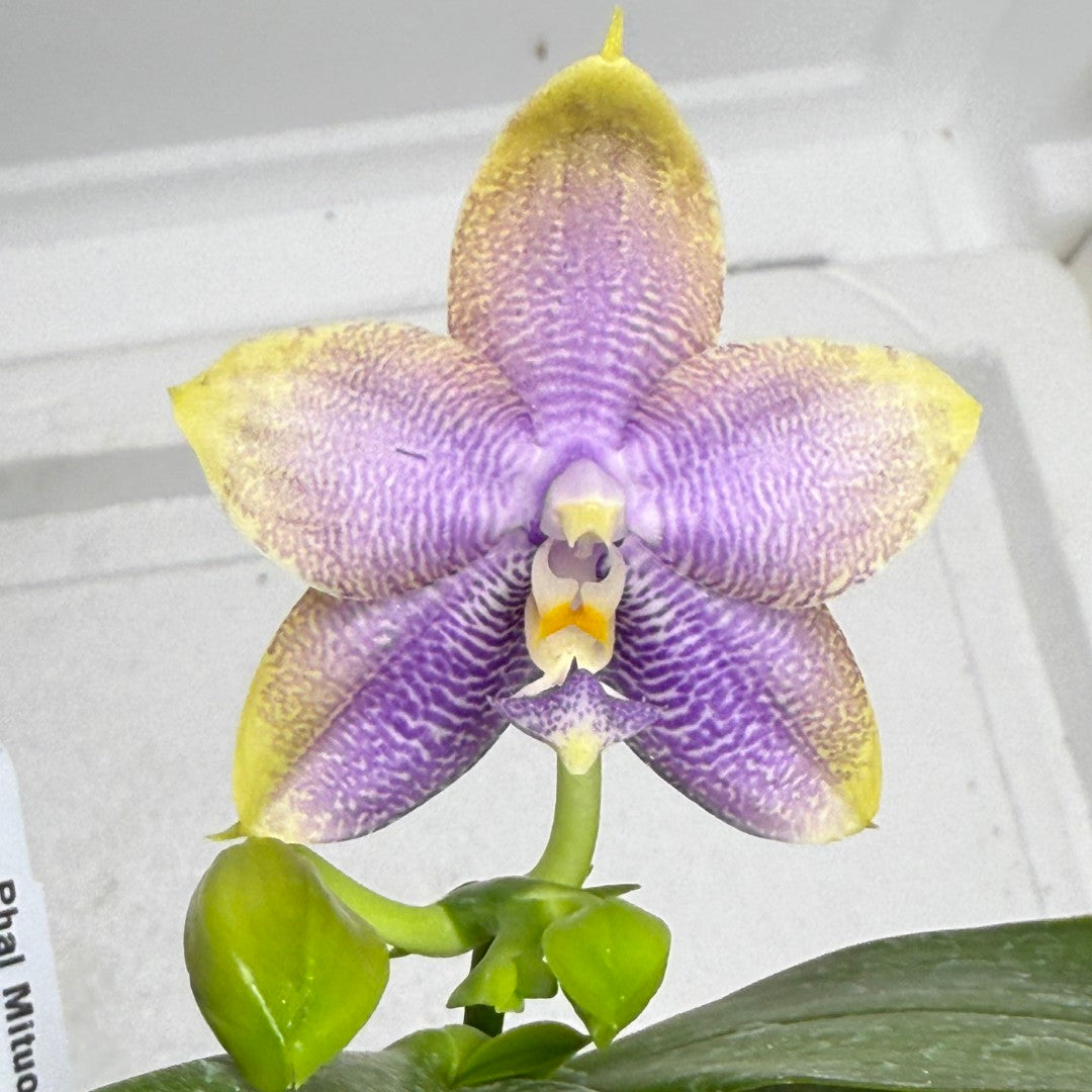 Phalaenopsis Mituo Hsien 'Maze' 250819 Flowering