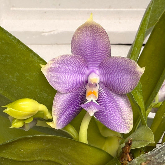 Phalaenopsis Mituo Hsien 'Maze' 250824 Flowering (Two basal keiki)