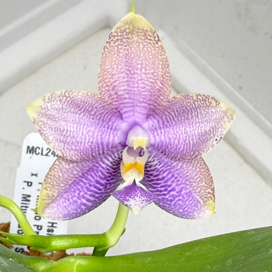 Phalaenopsis Mituo Hsien 'Maze' 250829 Flowering