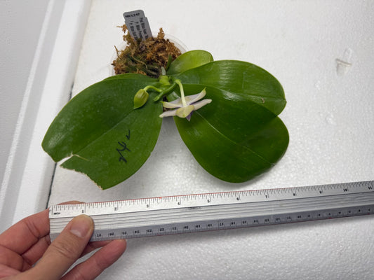 Phalaenopsis Mituo Hsien 'Maze' 250829 Flowering
