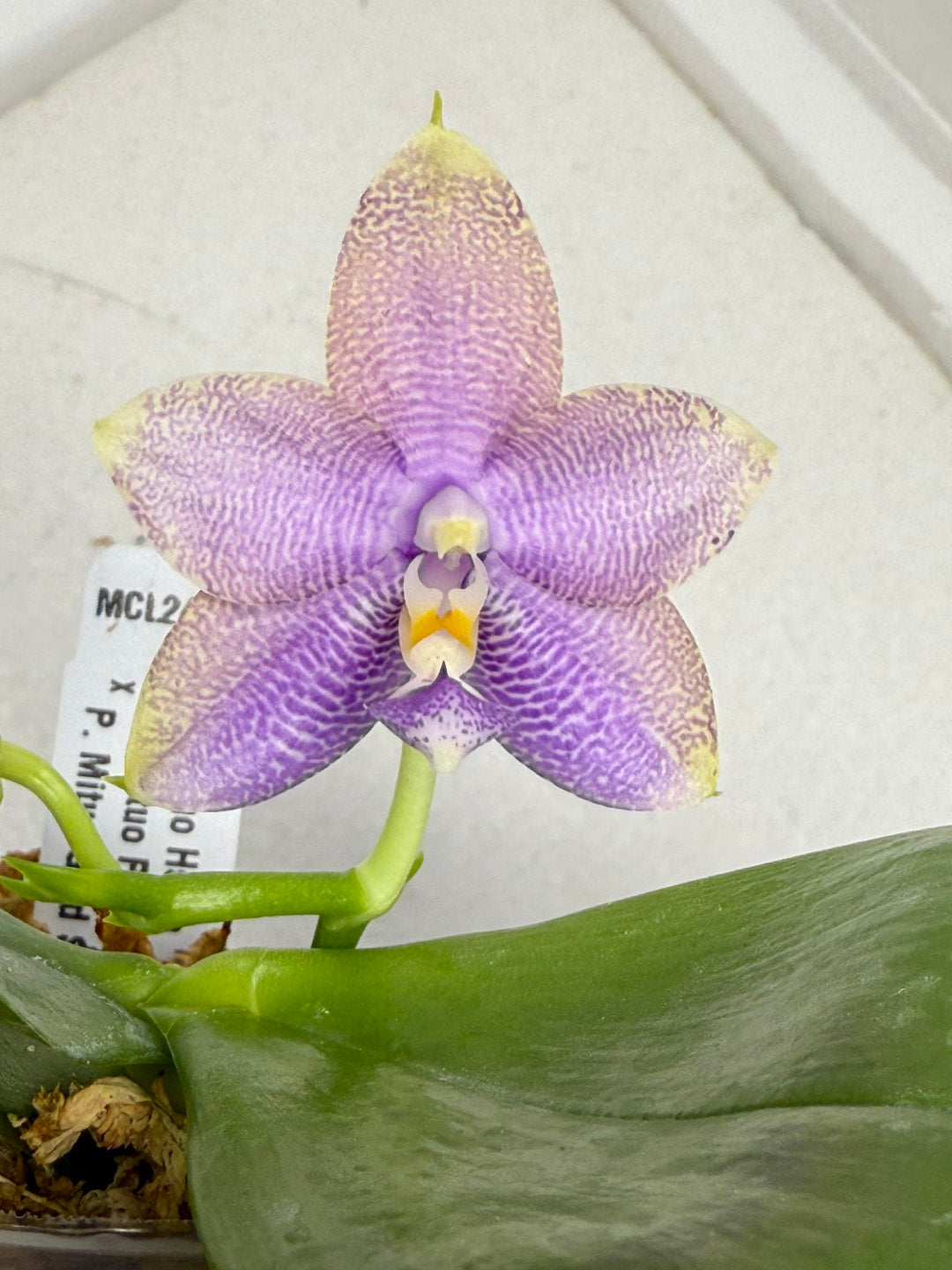 Phalaenopsis Mituo Hsien 'Maze' 250829 Flowering